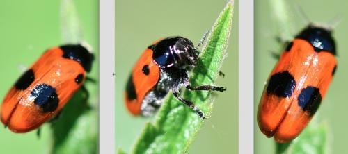 Réf. 257 772 : Clytra laeviuscula